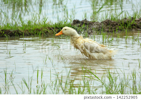 White Duck Flapping Wings in Water Field with Green Background White Duck Flapping Wings in Water Field with Green Background 142252905