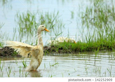 White Duck Flapping Wings in Water Field with Green Background White Duck Flapping Wings in Water Field with Green Background 142252909