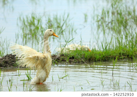 White Duck Flapping Wings in Water Field with Green Background White Duck Flapping Wings in Water Field with Green Background 142252910