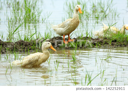 White Duck Flapping Wings in Water Field with Green Background White Duck Flapping Wings in Water Field with Green Background 142252911