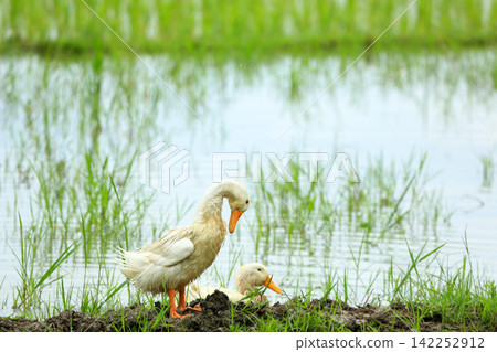 White Duck Flapping Wings in Water Field with Green Background White Duck Flapping Wings in Water Field with Green Background 142252912