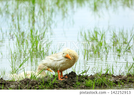 White Duck Flapping Wings in Water Field with Green Background White Duck Flapping Wings in Water Field with Green Background 142252913