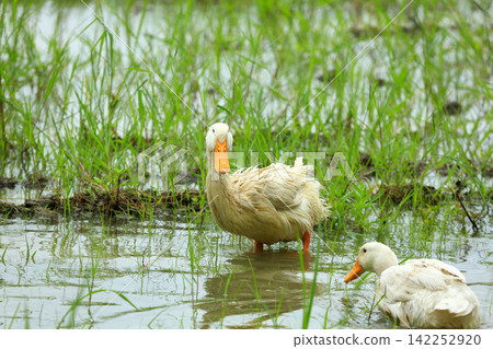 White Duck Flapping Wings in Water Field with Green Background White Duck Flapping Wings in Water Field with Green Background 142252920