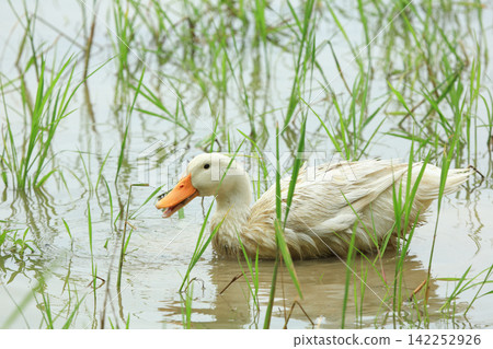 White Duck Flapping Wings in Water Field with Green Background White Duck Flapping Wings in Water Field with Green Background 142252926