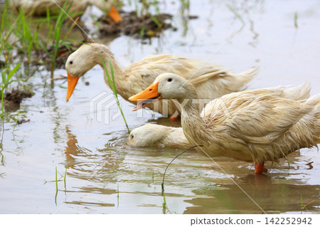 White Duck Flapping Wings in Water Field with Green Background White Duck Flapping Wings in Water Field with Green Background 142252942