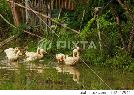 White Duck Flapping Wings in Water Field with Green Background White Duck Flapping Wings in Water Field with Green Background 142252945
