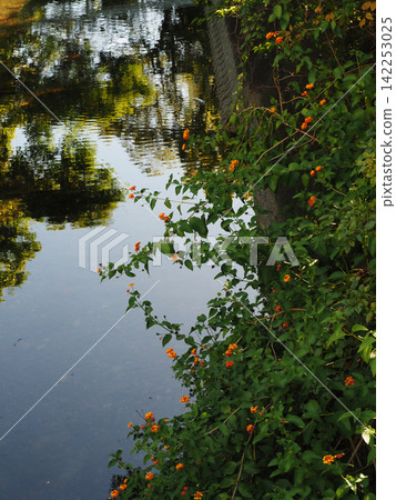 The river surface reflects the blue sky, and lantana (with its ever-changing yellow and orange flowers) adorns the banks. The river surface reflects the blue sky, and lantana (with its ever-changing yellow and orange flowers) adorns the banks. 142253025