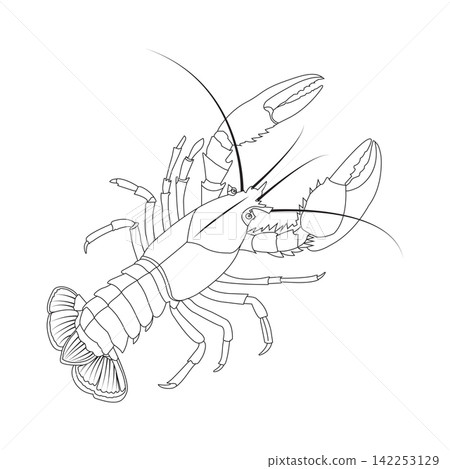 Lobster Black and White Line Art Illustration Lobster Black and White Line Art Illustration 142253129