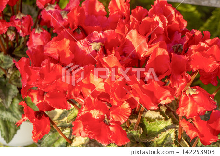 Red cyclamen with jagged (fringed) leaves Red cyclamen with jagged (fringed) leaves 142253903