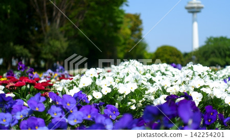 三色堇在公園裡 三色堇在公園裡 142254201