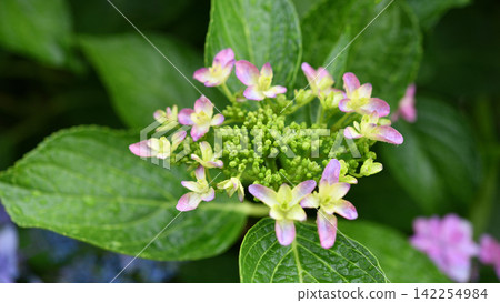 漂亮的動力繡球花 漂亮的動力繡球花 142254984