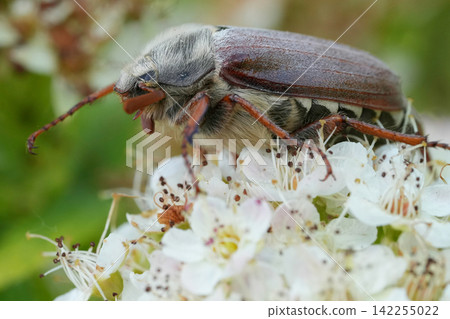 A large Maybug or May chafer, Melolontha melolontha with fur-like body and long antennae rest on delicate white blossoms 142255022