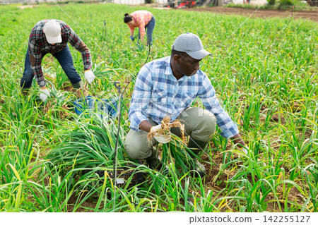 African american hired worker harvests garlic in farmers field African american hired worker harvests garlic in farmers field 142255127