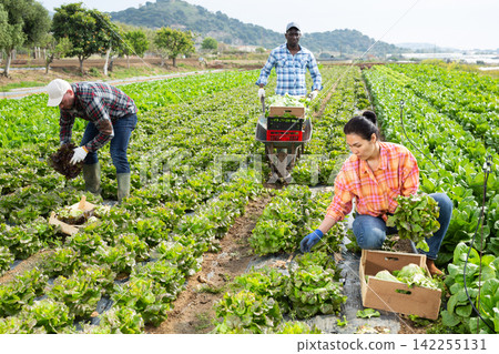 Multiethnic team of farm workers picking lettuce Multiethnic team of farm workers picking lettuce 142255131