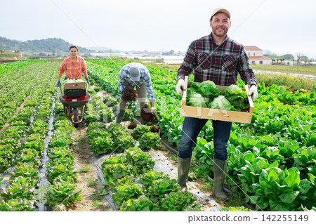 Man posing with lettuce crop on field 142255149