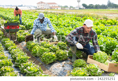Three gardeners harvesting lettuce on field Three gardeners harvesting lettuce on field 142255251