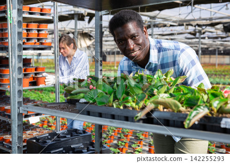 African American florist placing blooming begonias in trays on metal rack African American florist placing blooming begonias in trays on metal rack 142255293