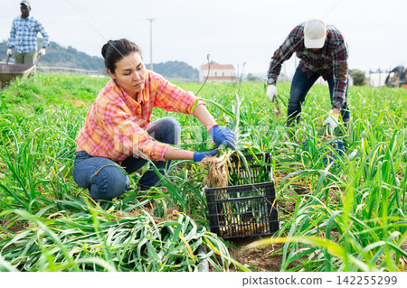 Woman gardener picking young garlic on plantation Woman gardener picking young garlic on plantation 142255299