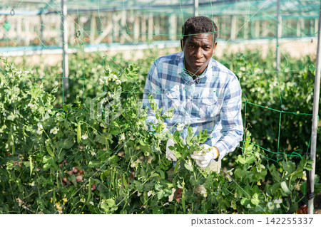 African american man tying leguminous plants to netting African american man tying leguminous plants to netting 142255337