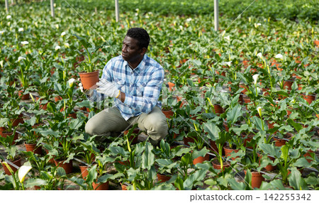 Farm worker carefully looks at plants and flowers while caring for them in greenhouse. Farm worker carefully looks at plants and flowers while caring for them in greenhouse. 142255342