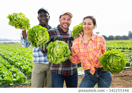 Cheerful farmers posing with lettuce on field Cheerful farmers posing with lettuce on field 142255348