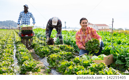 Portrait of woman farm worker picking lettuce 142255405