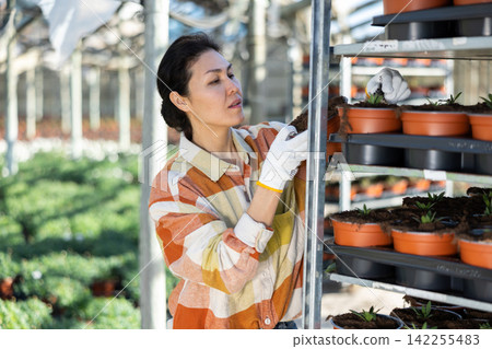 Asian female florist arranging potted plants on metal rack in greenhouse Asian female florist arranging potted plants on metal rack in greenhouse 142255483