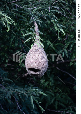 A bird's nest is hanging from a tree branch A bird's nest is hanging from a tree branch 142255636