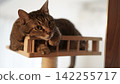 A tabby cat rests its chin on a cat tower and stares at the camera. 142255717