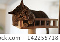A tabby cat rests its chin on a cat tower and stares at the camera. 142255718