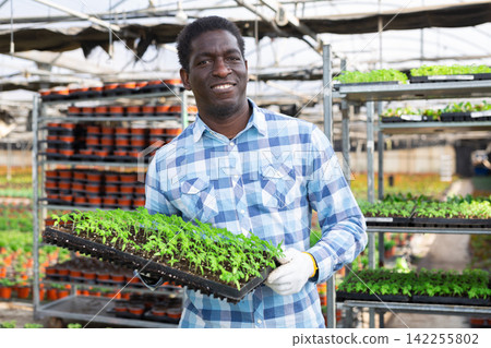Cheerful gardener showing tray with tomato seedlings in greenhouse Cheerful gardener showing tray with tomato seedlings in greenhouse 142255802