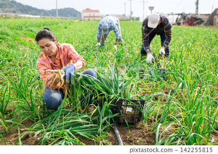 Woman gardener picking young garlic on plantation Woman gardener picking young garlic on plantation 142255815