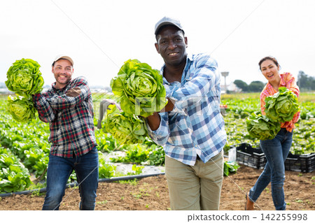 Three happy farmers play and have fun together with lettuce in farmers field Three happy farmers play and have fun together with lettuce in farmers field 142255998