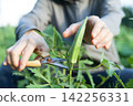 Person harvesting okra 142256331