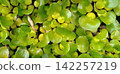 Water hyacinths (aquatic plants and spawning grounds for medaka fish) grow densely on the water's surface. 142257219