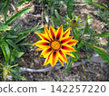 The gazania (medal chrysanthemum) stands out with its vibrant yellow and red bicolor. 142257220