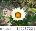 Creamy white gazanias (medal daisies) blooming in the flowerbed. 142257221
