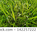 White, delicate chickweed (weed) 142257222