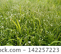 A vast expanse of delicate white chickweed (a green carpet/grassland) 142257223