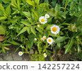 Erigeron annuus flowers blooming by the roadside (wildflower, weed) 142257224