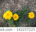 Bright yellow marigolds blooming vigorously on the ground (flower beds, gardening) 142257225