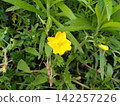 Bright yellow evening primroses (wildflowers/weeds) blooming in the grass of a field. 142257226