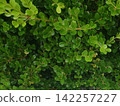 Lush, densely growing boxwood leaves (hedge/green background) 142257227