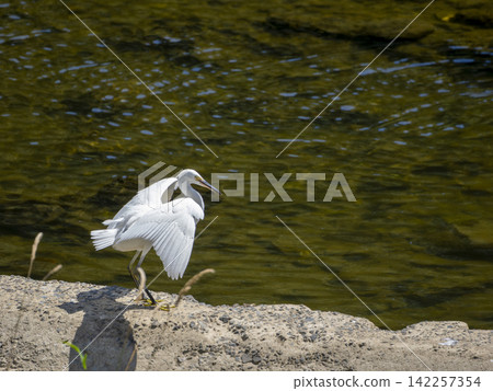 A little egret landed on the riverbank. A little egret landed on the riverbank. 142257354