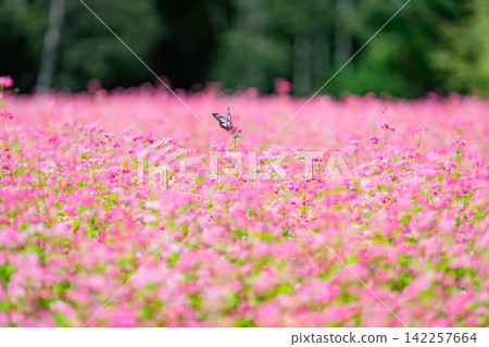 [Takamine Ruby] Red buckwheat flowers and the chestnut tiger butterfly at Komagatake Garden in Miyata Village, Nagano Prefecture [Nagano Prefecture] 142257664