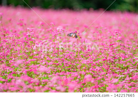 [Takamine Ruby] Red buckwheat flowers and the chestnut tiger butterfly at Komagatake Garden in Miyata Village, Nagano Prefecture [Nagano Prefecture] 142257665