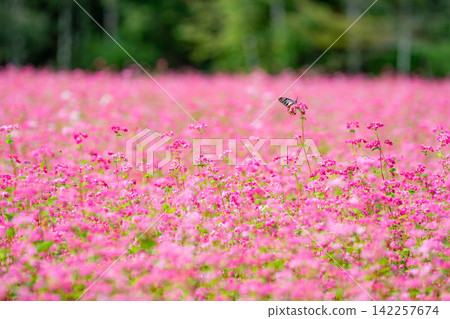[Takamine Ruby] Red buckwheat flowers and the chestnut tiger butterfly at Komagatake Garden in Miyata Village, Nagano Prefecture [Nagano Prefecture] 142257674