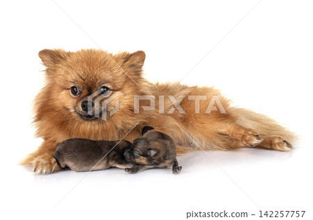 puppy pomeranian and mother puppy pomeranian and mother 142257757