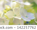 藍色繡球花 142257762