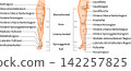 Lower Limb Anatomy: Anatomical regions of the thigh, knee, lower leg, ankle, and foot (in German) 142257825